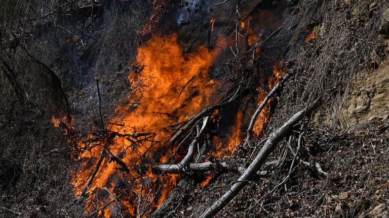 Image may contain Fire Bonfire Flame and Forest Fire
