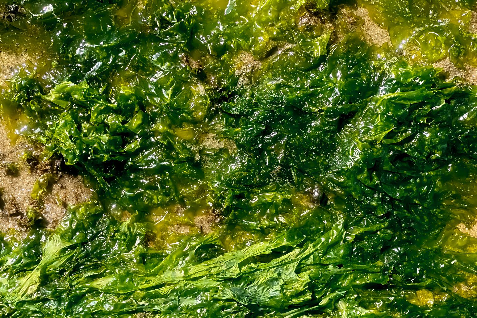 This Goopy Seaweed Slurry Could Make Its Way Into Everything You Eat and Wear